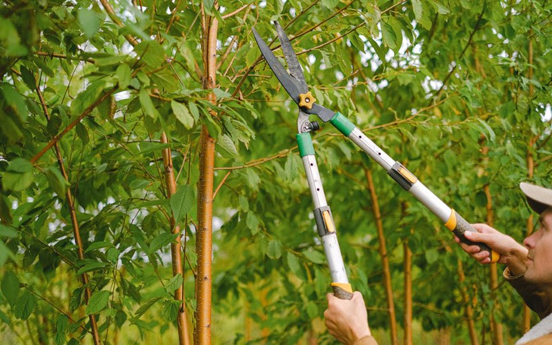 Tree trimming in Wysox, PA