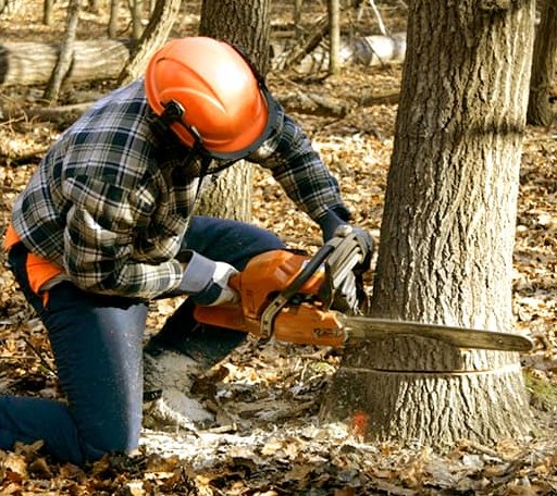 Tree Removal in Wysox, PA